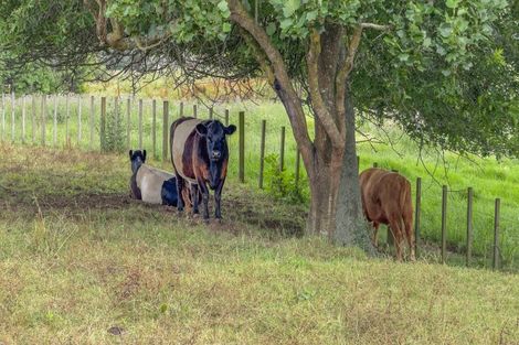 Photo of property in 347 Taniwha Road, Waerenga, Te Kauwhata, 3781