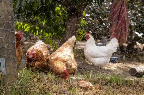 Photo of property in 9 Pakiri Road, Leigh, Warkworth, 0985