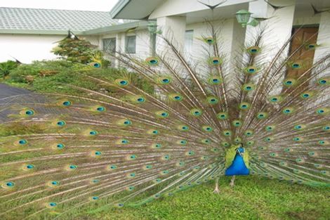 Photo of property in 5 Fintona Place, Dannemora, Auckland, 2016