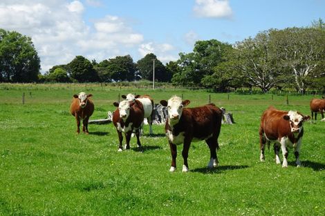 Photo of property in 21 Taylors Road, Mangatainoka, Woodville, 4999