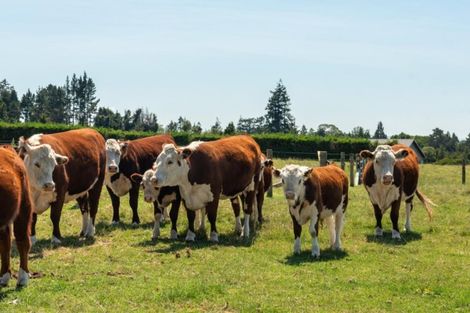 Photo of property in 6 Sarona Park Drive, Omanawa, Tauranga, 3171