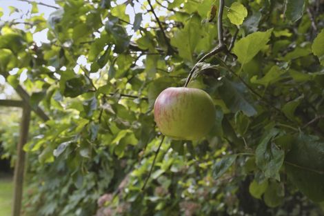 Photo of property in 34 Cedar Drive, Paraparaumu Beach, Paraparaumu, 5032