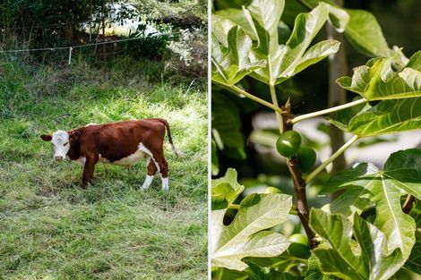 Photo of property in 130b Murphy Road, Awakeri, Whakatane, 3192