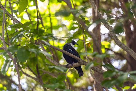 Photo of property in 49 Mount Avenue, Pauanui, Hikuai, 3579