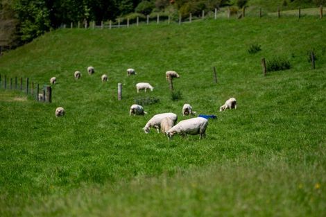 Photo of property in 2310 Maungatautari Road, Maungatautari, Cambridge, 3494