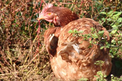 Photo of property in 1/244 Kakaramea Road, Pirongia, Te Awamutu, 3876