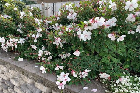 Photo of property in 14 Saltwood Lane, Bethlehem, Tauranga, 3110