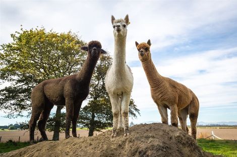 Photo of property in 129 Feredays Road, Leeston, 7683