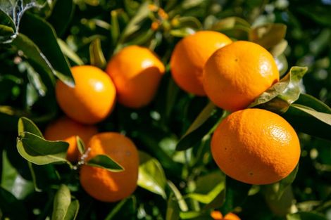 Photo of property in 3 Hilliard Place, Leamington, Cambridge, 3432