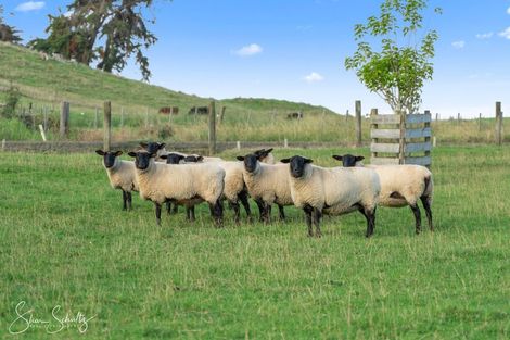 Photo of property in 86 Matakohe Wharf Road, Matakohe, 0593