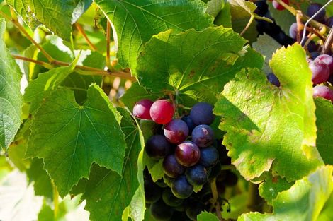 Photo of property in 26 Levin Street, Cheviot, 7310