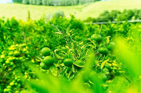 Photo of property in 134 Kaimoe Road, Patutahi, Gisborne, 4072