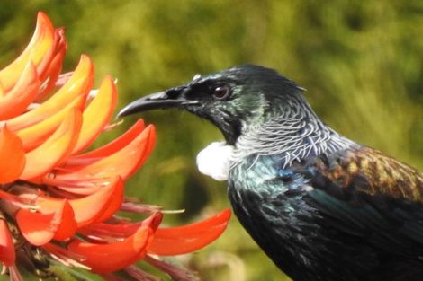 Photo of property in 16 Major Bridge Drive, Russell, 0272