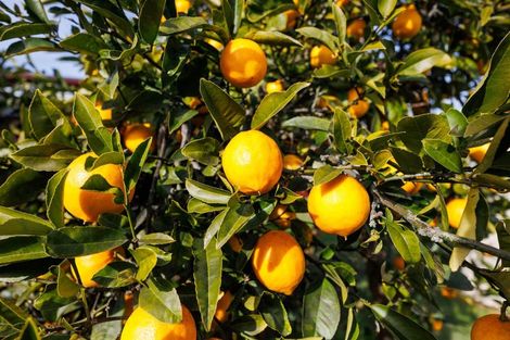 Photo of property in 14 Totara Street, Marton, 4710