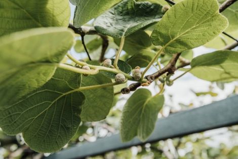 Photo of property in 568 Te Puke Highway, Te Puke, 3187