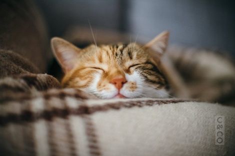 Photo of property in 121 Tapu Road, Huapai, Kumeu, 0810