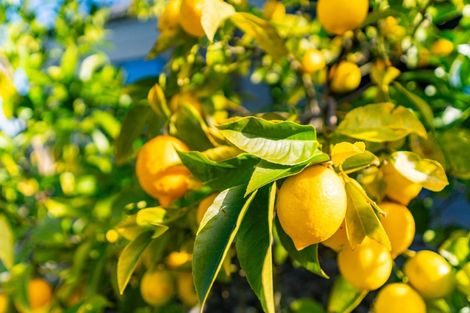 Photo of property in 63 Puketotara Road, Glenbervie, Whangarei, 0173