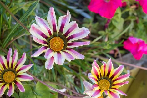 Photo of property in 19a Bassett Street, Burwood, Christchurch, 8083