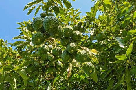 Photo of property in 219 Plummers Point Road, Whakamarama, Tauranga, 3172