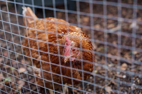 Photo of property in 20 Hargest Crescent, Saint Kilda, Dunedin, 9012