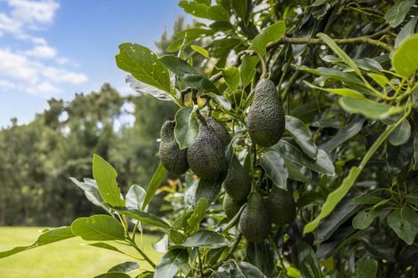 Photo of property in 21 Plummer Road, Whakamarama, Tauranga, 3179