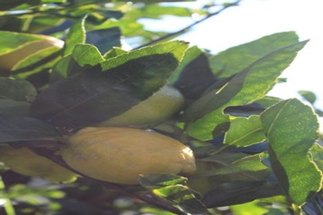 Photo of property in 8a Fordham Street, Beach Haven, Auckland, 0626