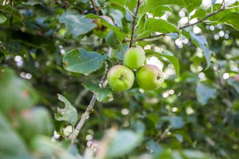 Photo of property in 721 Thornton Road, Thornton, Whakatane, 3193