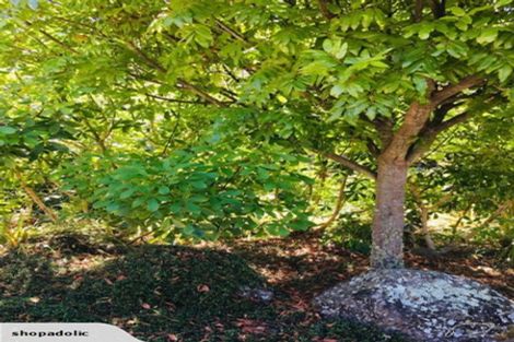 Photo of property in 229 Little Sydney Road, Brooklyn, Motueka, 7198