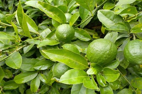 Photo of property in 13 Tawhai Street, Stokes Valley, Lower Hutt, 5019