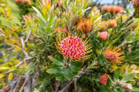 Photo of property in 28 Tuscany Place, Ohauiti, Tauranga, 3112