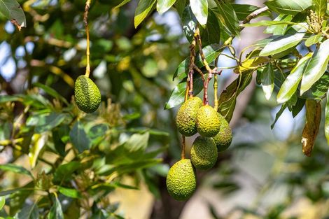 Photo of property in 231 Walford Road, Aongatete, Katikati, 3181