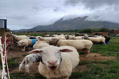 Photo of property in 23 Rameka Creek Road, Motupipi, Takaka, 7183