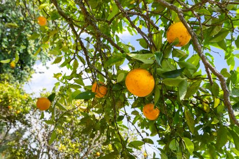 Photo of property in 4 Eccles Avenue, Te Kauwhata, 3710