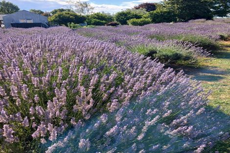 Photo of property in 169 Brotherhood Road, Kihikihi, Te Awamutu, 3875