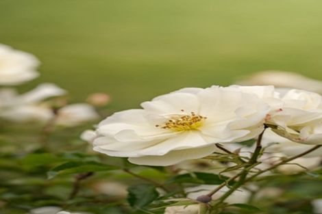 Photo of property in 6 Royston Common, West Melton, 7618