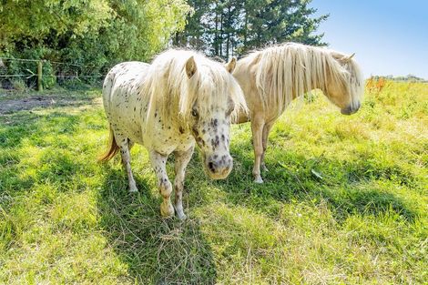 Photo of property in 55 Turiwhaia Road, Tuahiwi, Kaiapoi, 7691