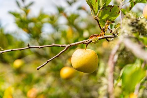 Photo of property in 299 Tauraroa Road, Maungakaramea, Whangarei, 0178