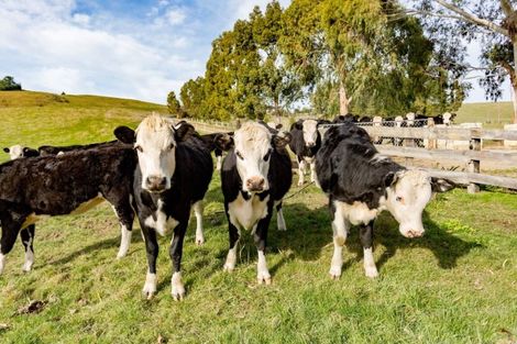 Photo of property in 106 Waikari Valley Road, Waikari, Amberley, 7483