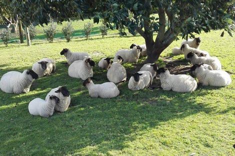 Photo of property in 233 Waipapa Block Road, Whakamarama, Tauranga, 3180