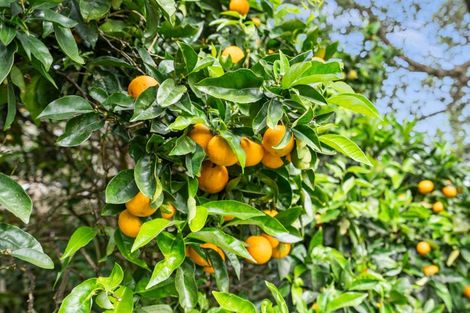 Photo of property in 10 Omutu Street, Oakura, Hikurangi, 0184