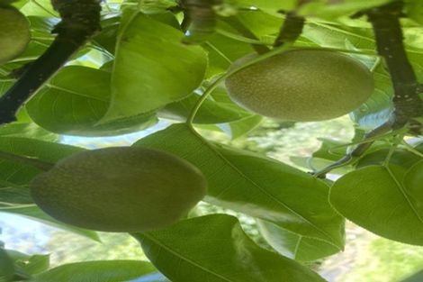 Photo of property in 98 Hawke Road, Orari, Geraldine, 7992