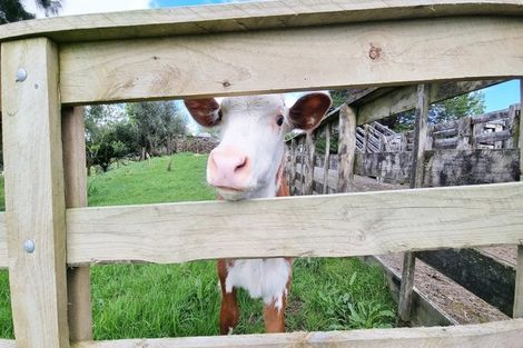 Photo of property in 1659 Pohuehue Road, Warkworth, 0983