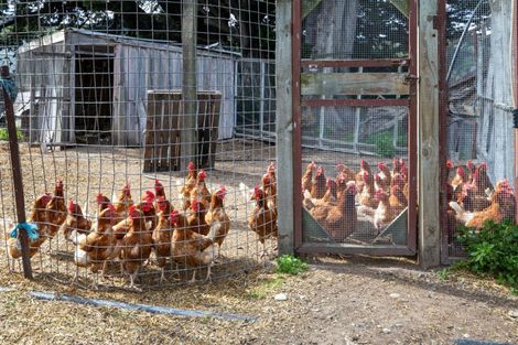 Photo of property in 1905 Christchurch Akaroa Road, Gebbies Valley, Christchurch, 7672