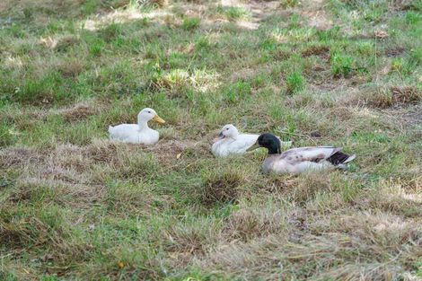 Photo of property in 303 Parallel Road, Ohaupo, Cambridge, 3495