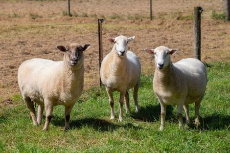 Photo of property in 191 Waikakaho Road, Tuamarina, Blenheim, 7273