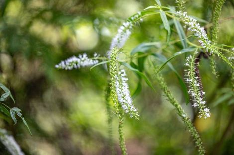 Photo of property in 93 Gibson Lane, Te Awamutu, 3800