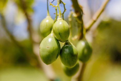 Photo of property in 118 Wiroa Road, Kerikeri, 0293