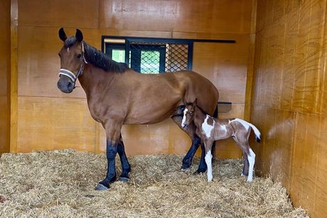 Photo of property in 132 Braemar Road, Manawahe, Whakatane, 3193