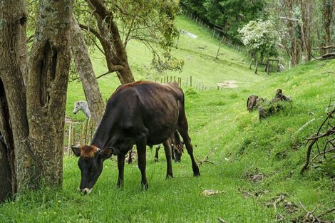 Photo of property in 7 Furniss Lane, Tauriko, Tauranga, 3110