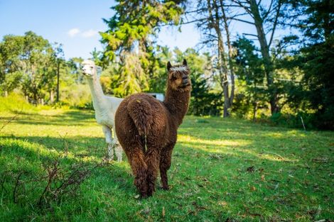 Photo of property in 146 Horseshoe Bush Road, Dairy Flat, Albany, 0794